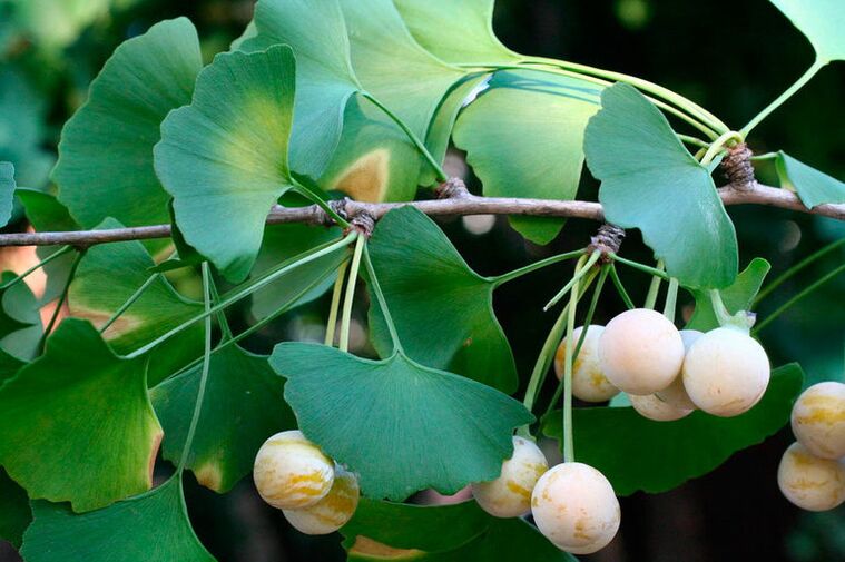 Ginkgo biloba - potensialı yaxşılaşdırmaq üçün ekzotik bir bitki