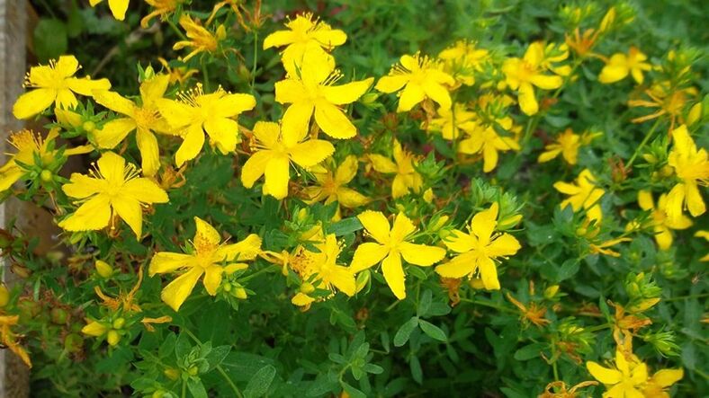 Herbs kişi potensialını artırır